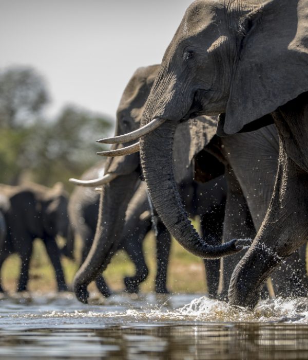 elephants-drinking-water