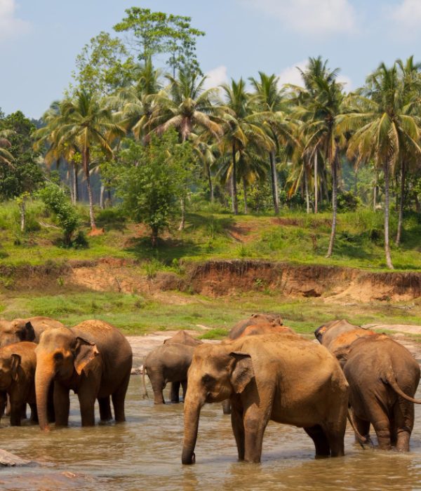 elephants-sri-lanka